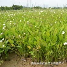 泽泻水生或沼生草本如意花水体湿地绿化工程植物