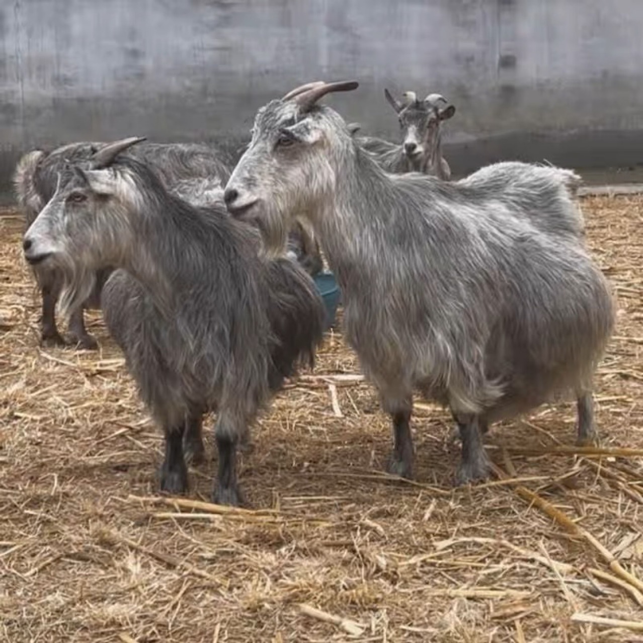 青山羊苗羊羔 鲁西南青山羊活体 宠物羊侏儒羊小羊羔
