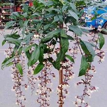 新品红花垂丝茉莉垂枝茉莉花盆栽花卉阳台植物浓香型室内四季开花