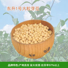 至盈黄金豆厂家批发非转基因东升品种大粒芽菜种豆芽黄豆产地货源