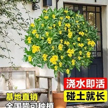 桂花树苗盆栽室内花卉植物金桂丹桂庭院大树浓香型绿植开花四季桂
