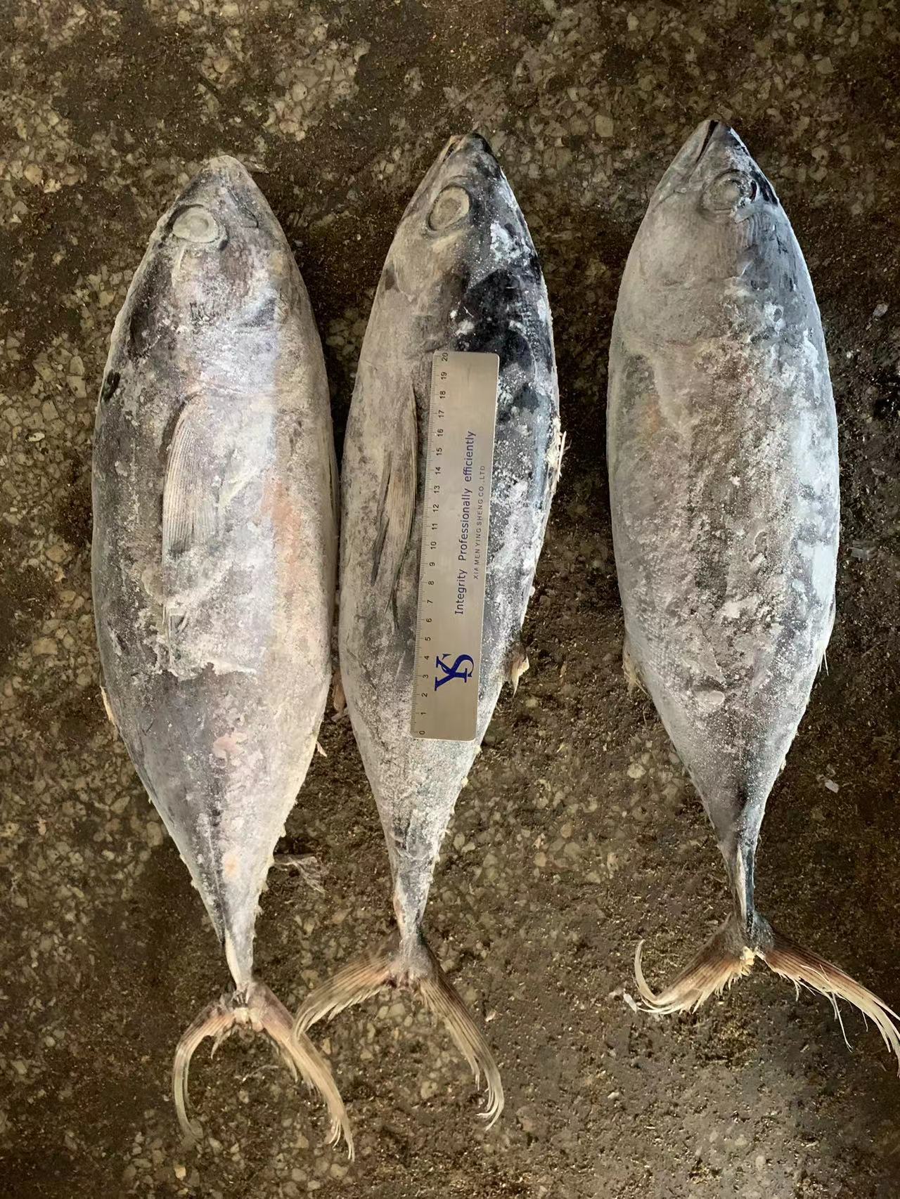 现货批发冷冻黄鳍金枪鱼 整条黄鳍大目金枪鱼 罐头原料-阿里巴巴