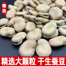 2023年蚕豆生蚕豆种5斤新鲜兰花豆干货特大油炸胡豆商用蚕豆鱼饵