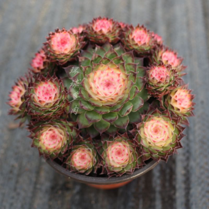 七彩观音莲群生大颗室内多肉植物组合盆栽花卉绿植稀有品种防辐射