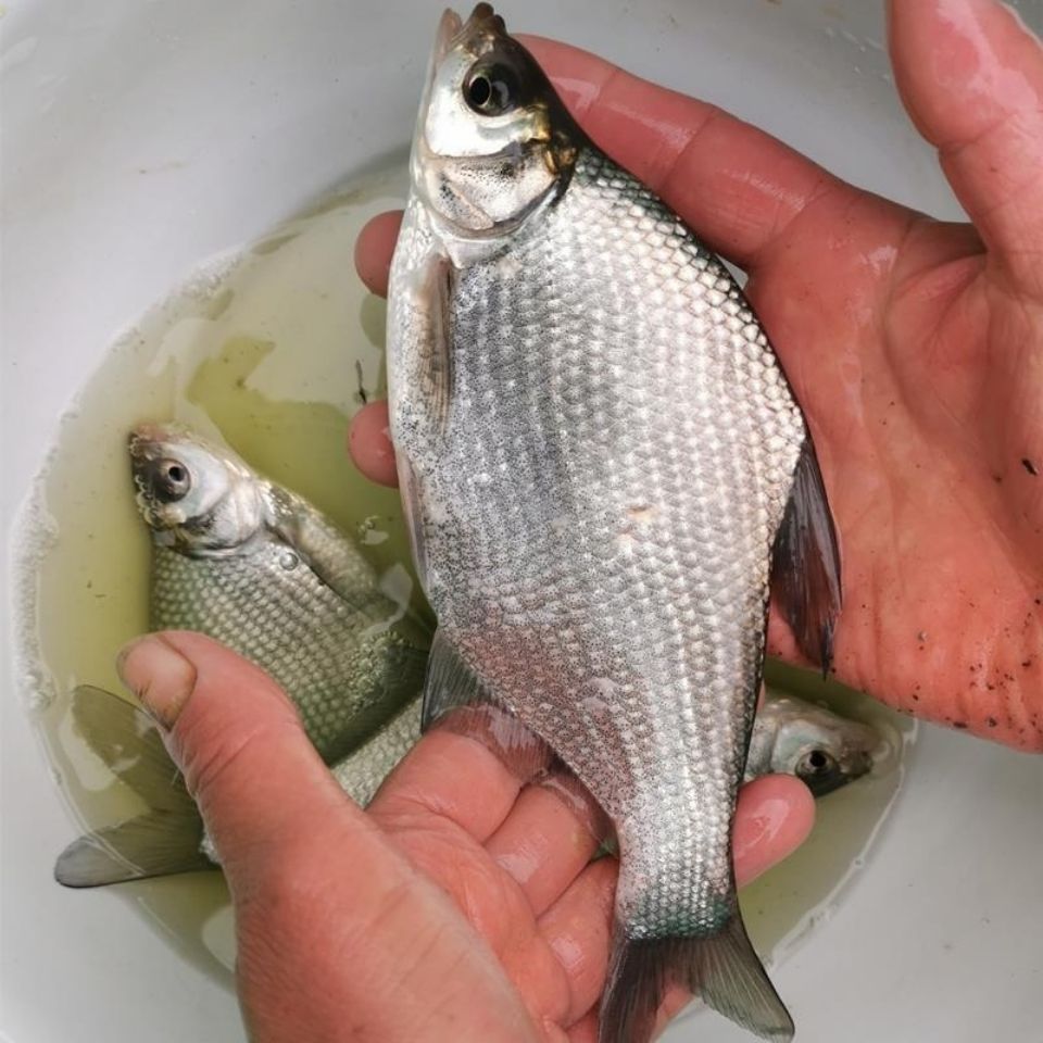 武昌鱼鱼苗-武昌鱼鱼苗厂家,品牌,图片,热帖-阿里巴巴