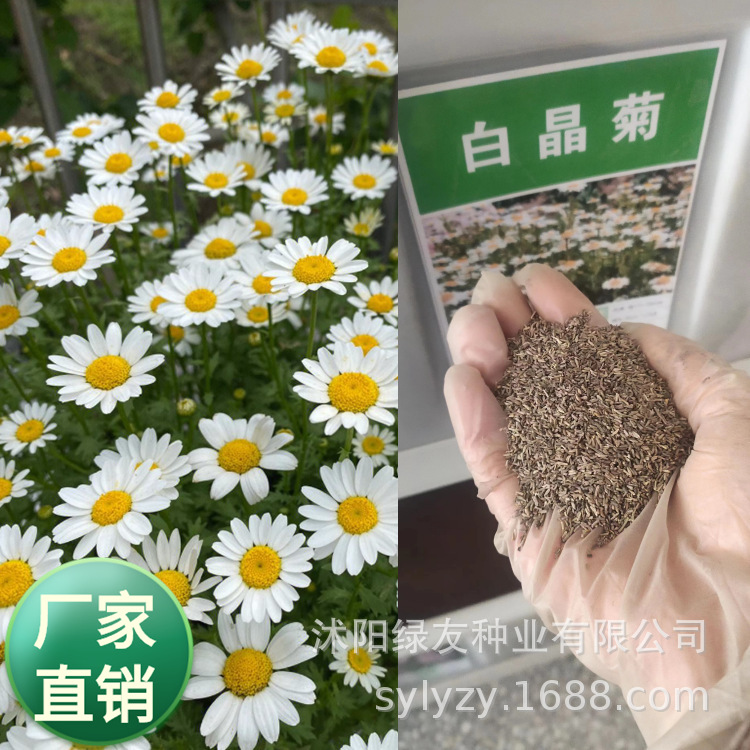 批发菊花种子 白晶菊种子 白晶菊菊科白晶菊属植物 多年生地被菊