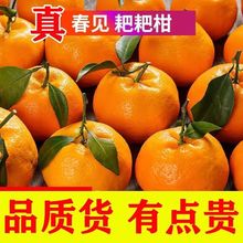四川春见耙耙柑新鲜水果丑橘粑粑柑子斤大果桔子