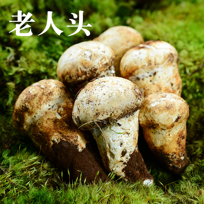 新鲜老人头菌云南特产老人头食用菌磨菇煲汤素食菌火锅现货批发