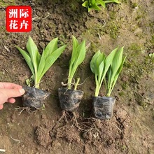 基地供应玉簪宿根花卉 绿化苗木花卉 景观园林观花植物玉簪花苗