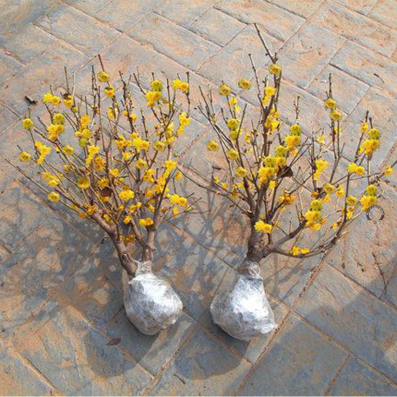 腊梅花树苗盆栽耐寒植物庭院花园浓香型花卉盆景树冬天开花好养