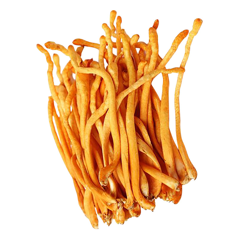 新鲜虫草花 蛹虫草【冬虫夏草理想替代品】鲜菌菇 炒炖火锅食材