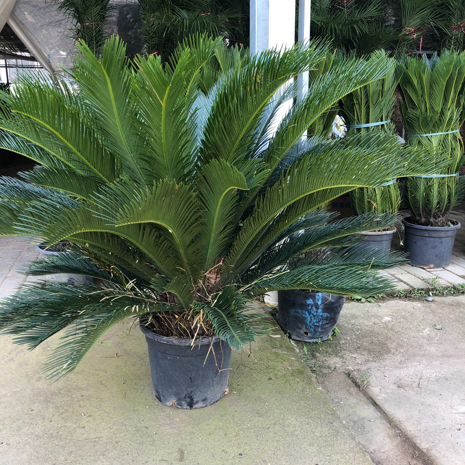 苏铁 铁树 凤尾铁 小区观赏绿植 园林工程苗木 植物批发-阿里巴巴