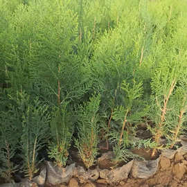 常青洒金柏小苗