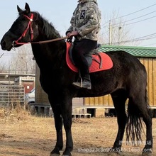 骑乘小矮马哪里有卖的可以骑乘的德保矮马骑乘大马设特兰矮马租赁