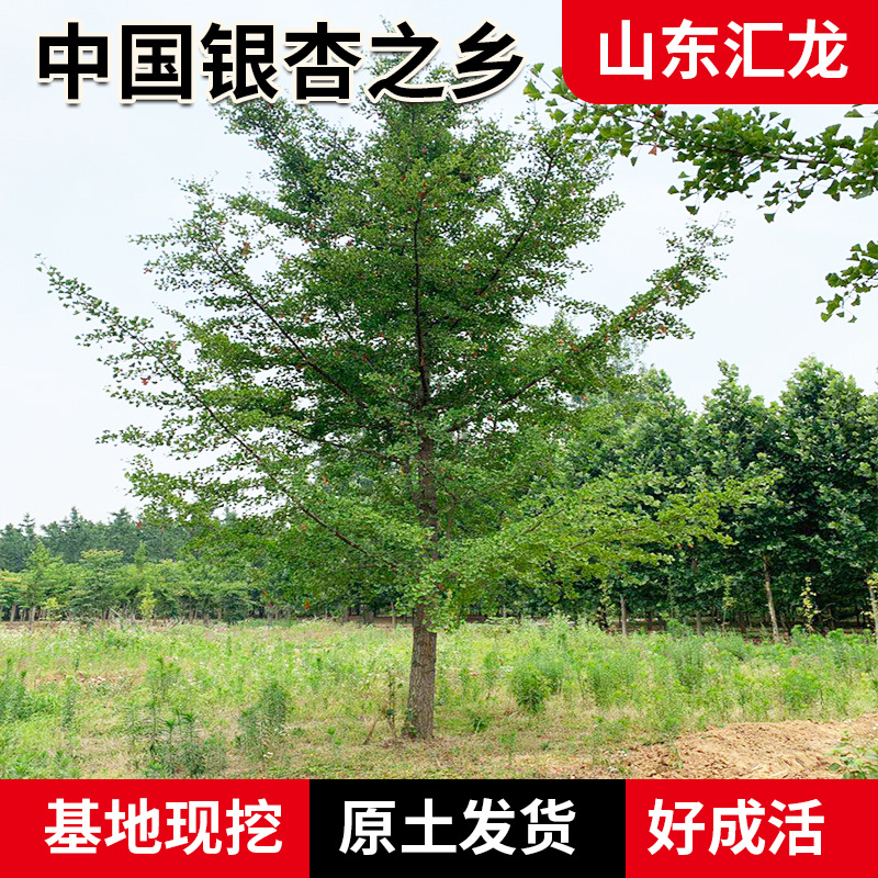 山东银杏树种植批发 多规格绿化工程银杏树 基地种植银杏树批发