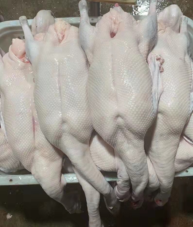 广东清远黑棕鹅整只酒店饭店新鲜光鹅茶餐烧鹅乌棕鹅现杀下午发货