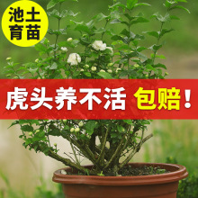 虎头茉莉花盆栽带花苞三圆叶四季开花大棵老桩茉莉花绿植室内植物