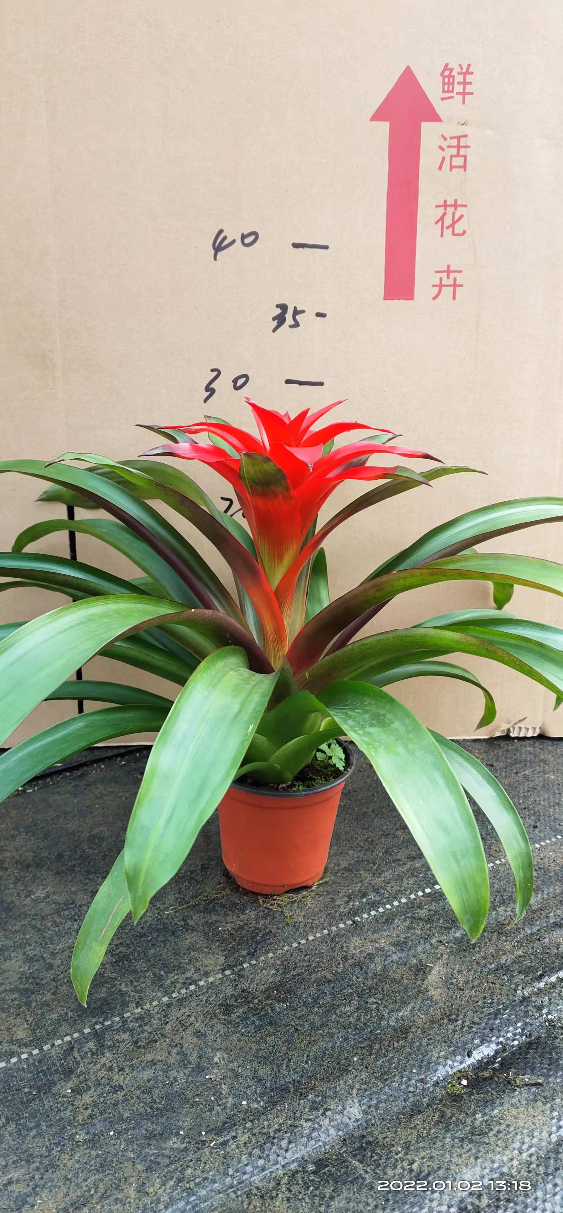 【基地直供】凤梨金典平头红 鸿运当头花卉盆栽绿植 室内四季开花