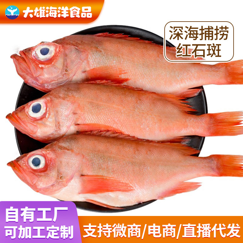 鲜冻红石斑鱼海捕龙胆鱼整条冷冻富贵鱼新鲜长寿鱼-阿里巴巴
