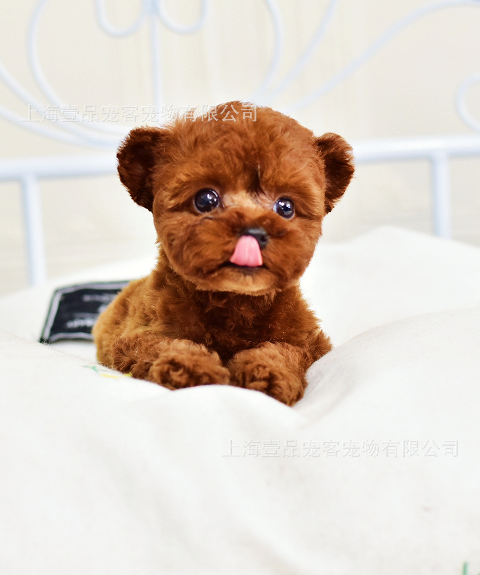 飞耳小体泰迪幼犬活体宠物狗茶杯犬小型迷你泰迪狗红宠物狗定金价