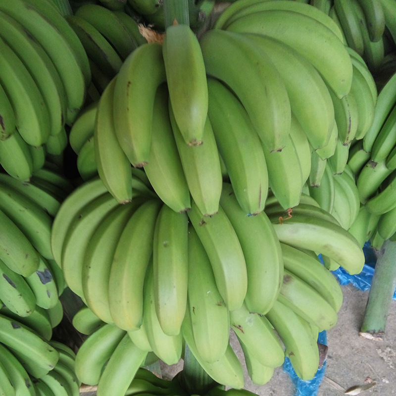 云南河口香蕉大香蕉青香蕉1/3/5/9斤