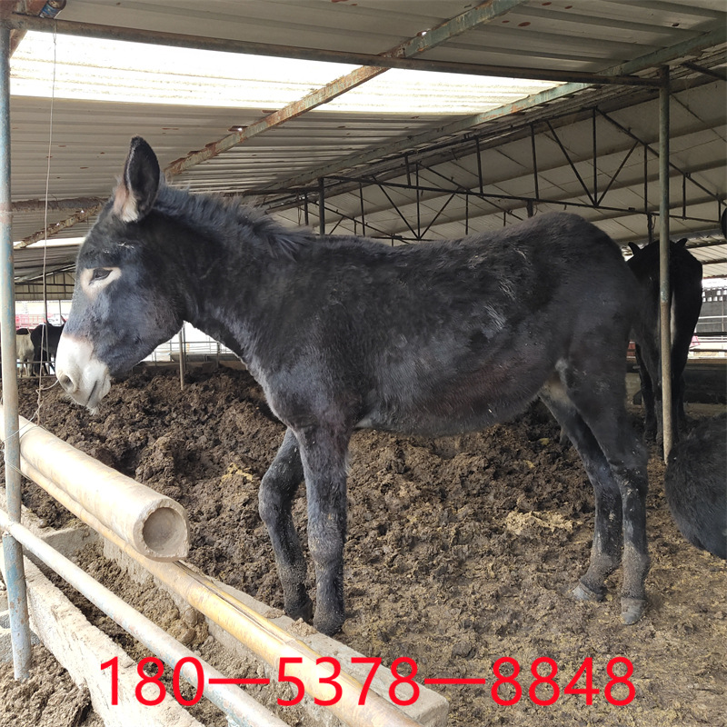 养殖场供应 德州驴肉驴活驴崽小驴苗价格 小毛驴一只-阿里巴巴