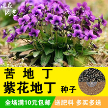 紫花地丁种子苦地丁花卉种籽药用野菜药材盆栽家庭阳台庭院种堇菜
