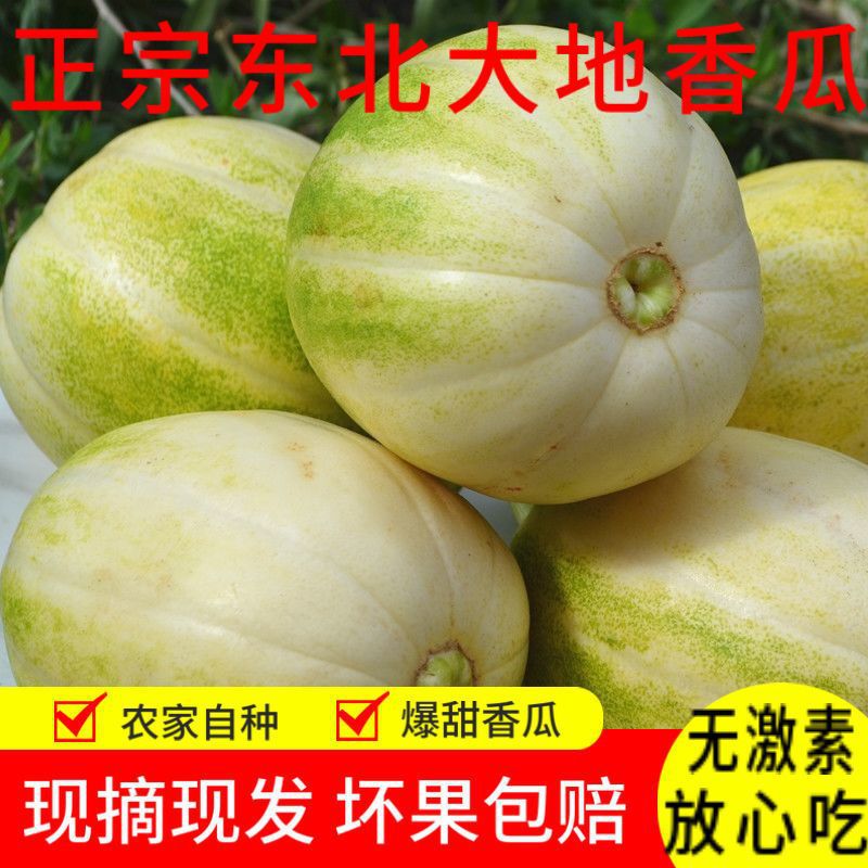 东北香瓜白糖罐脆瓜多汁当季现摘小甜瓜孕妇水果新鲜采摘包邮批发
