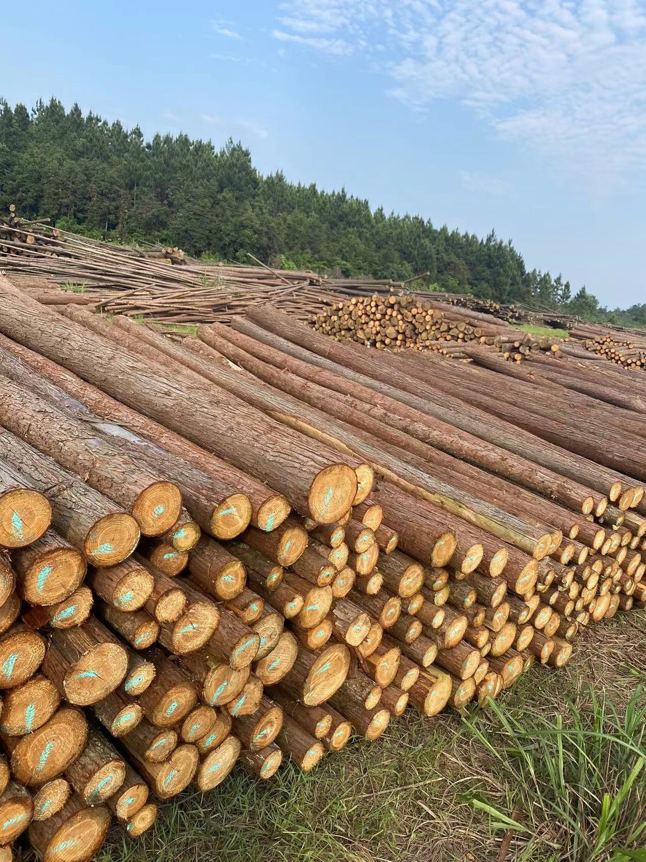 河道围栏木桩树木原木支撑杆松木杨木杉木杆大树防风绿