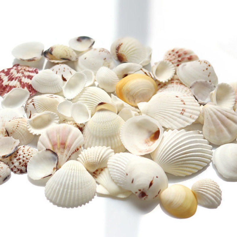 贝壳小白波纹贝海螺鱼缸造景微景观diy墙贴家居装饰批发跨境直销