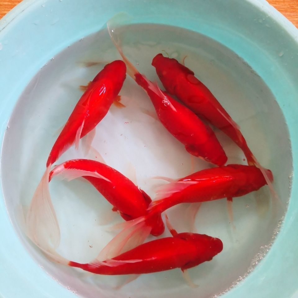 观赏长尾红白黑色五花草金锦鲫小金鱼苗好养易活体耐低氧冷淡水鱼