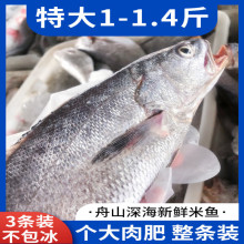 十里馋米鱼新鲜舟山海鲜特产鮸鱼鲜活冷冻敏鱼生鲜水产大鳘鱼1-1.