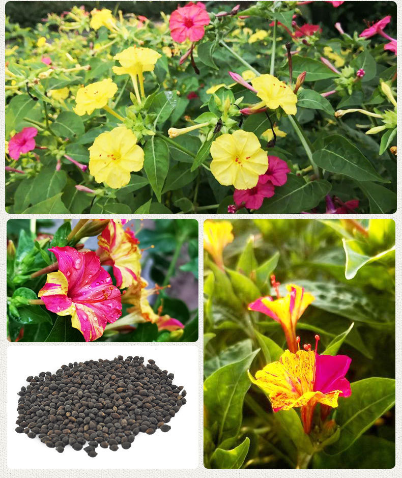 紫茉莉种子草茉莉地雷花种家庭阳台庭院盆栽易活播种易种双色花卉