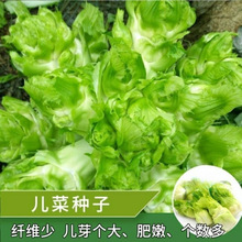 四川儿菜种子早熟抱子芥娃娃菜胖儿子菜冬秋季盆栽庭院蔬菜子