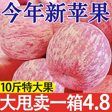 陕西红富士苹果5斤水果新鲜应当季丑萍果整箱嘎啦苹果冰糖心包邮