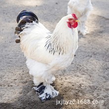 现货出售婆罗门鸡青年鸡成年种鸡 鸡苗批发活体婆罗门鸡养殖