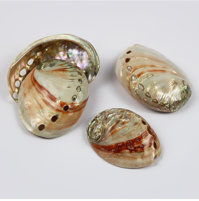 天然红花鲍鱼壳鱼缸造景水族箱装饰创意摆件海螺贝壳拍摄道具批发