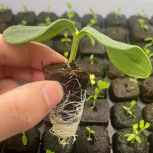 扦插育苗基质块水培生物泥炭棉兰花多肉种植椰糠砖通专用型营养块