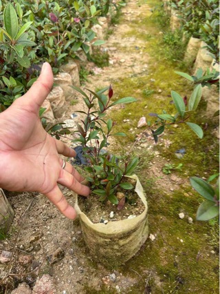 桃金娘-阿里巴巴