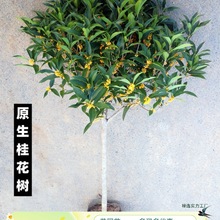 桂花树苗四季桂大型花卉八月庭院原生高杆金丹天香台阁沉香地盆栽