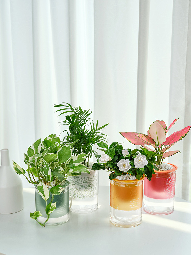 绿植室内盆栽办公室植物小栀子花发财树桌面多肉花卉水培好养绿萝