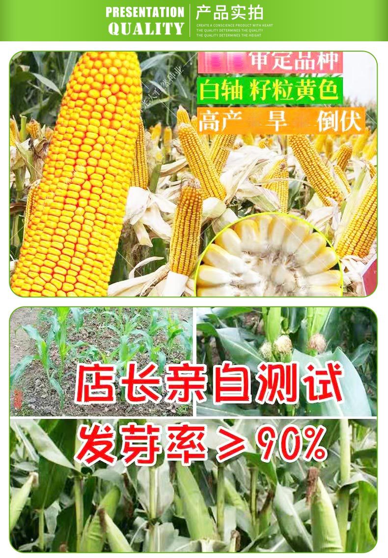 2kg郑单958饲料玉米种子杂交产量高大田抗倒伏蔬菜种子菜种批发