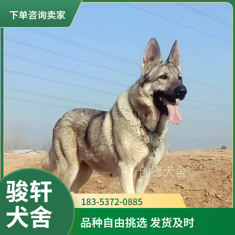 纯种狼青幼犬活体狼青护卫犬猛犬工作犬宠物犬大型犬宠物狗狼狗