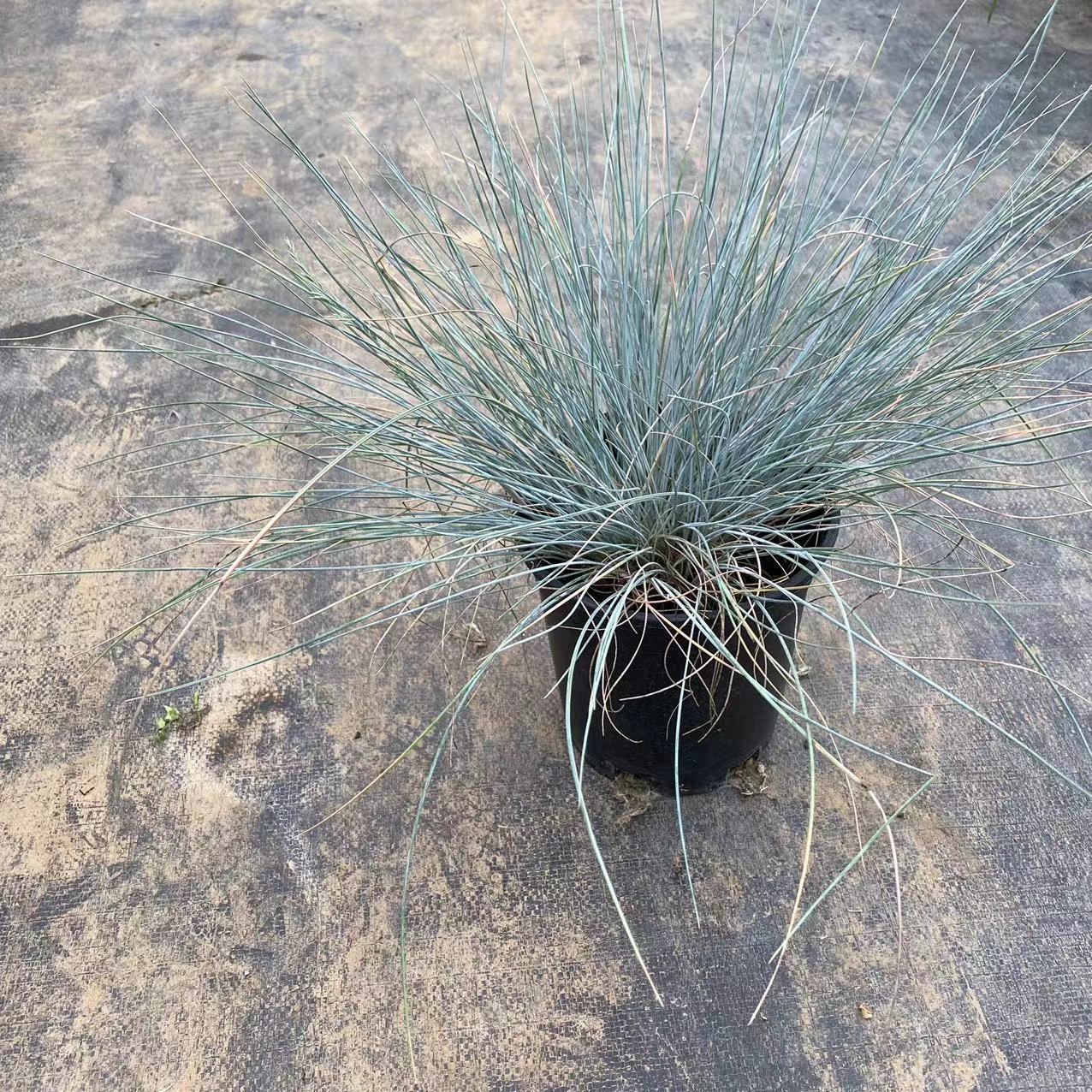 蓝羊茅以利亚蓝盆栽苗 多年生宿根观赏草 花镜植物蓝羊毛花苗苔草