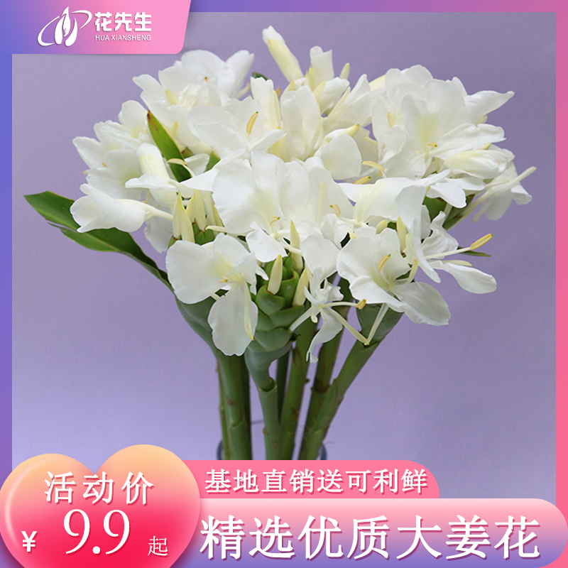 广州姜花鲜花枙子花天鹅绒雀梅绿毛球百合荷花鲜切花