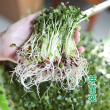 四季芽苗菜种子豌豆种籽萝卜苗香椿小麦蔬菜芽菜种植盘孑麻豌豆