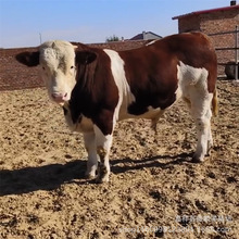 肉牛养殖场   鲁西黄牛小肉牛犊 供应西门塔尔牛小肉牛犊子