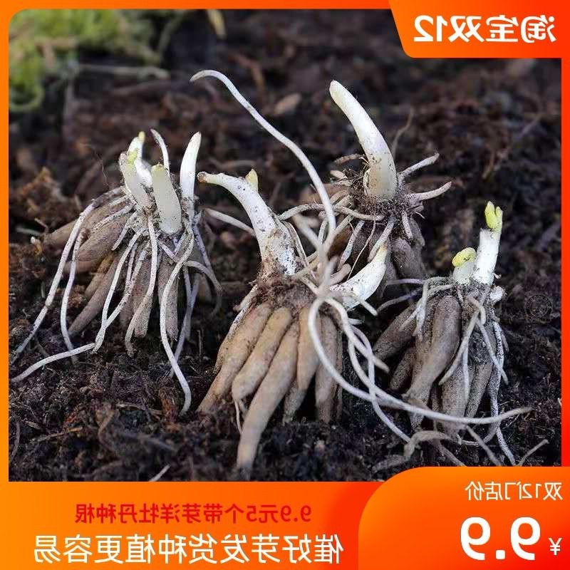 带牙5个花毛莨种球种根盆栽花卉种子进口芹叶牡丹洋牡丹室内盆栽