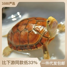 乌龟金钱种石金钱龟南石龟活物观赏小乌龟龟黄金龟速卖通厂家批发