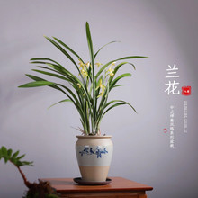 兰花带花苞盆栽建兰素心天香素浓香型观植物室内四季好养名贵花卉